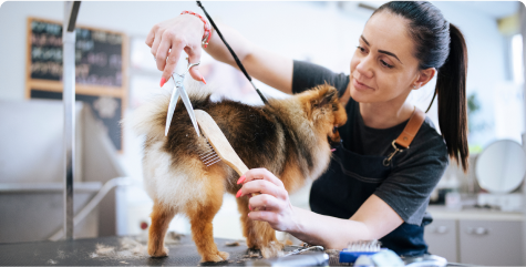 Includes a Checking Account - Person grooming a dog